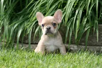 Alice, a female French Bulldog for sale in Chicago, IL – 7 of 9