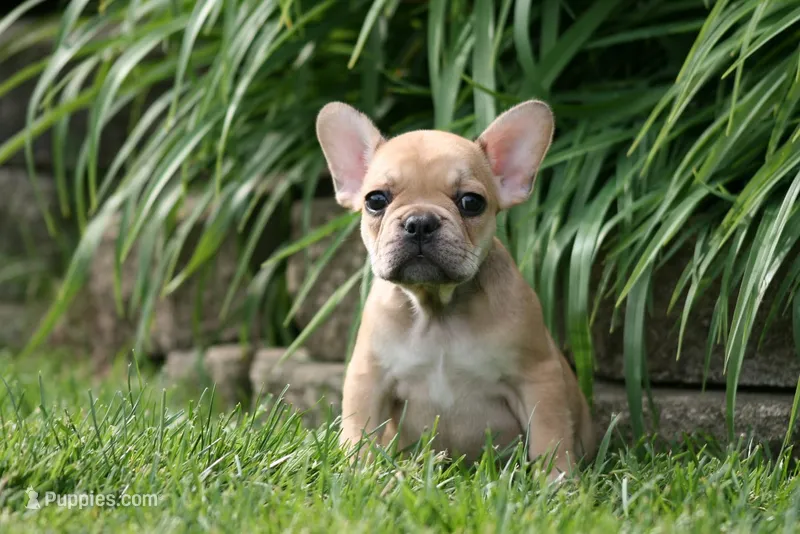 Cinderella – French Bulldog puppy for sale in Chicago, IL