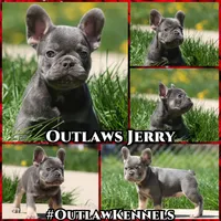 Jerry, a male French Bulldog for sale in Chicago, IL – 10 of 10