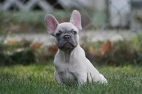 Macho, a male French Bulldog for sale in Chicago, IL – 8 of 10