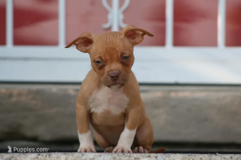 Ronnie  – American Bully puppy for sale in Chicago, IL