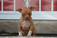 Ronnie , a male American Bully for sale in Chicago, IL – 1 of 6