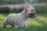 Mongo, a male French Bulldog for sale in Chicago, IL – 6 of 10