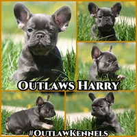 Harry, a male French Bulldog for sale in Chicago, IL – 10 of 10