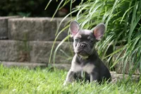 Merlin, a male French Bulldog for sale in Chicago, IL – 5 of 9