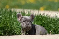 Larry, a male French Bulldog for sale in Chicago, IL – 7 of 10