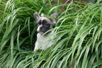 Chip, a male French Bulldog for sale in Chicago, IL – 2 of 10