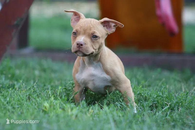 Reggie – American Bully puppy for sale in Chicago, IL