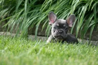 Merlin, a male French Bulldog for sale in Chicago, IL – 4 of 9
