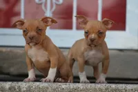 Ronnie , a male American Bully for sale in Chicago, IL – 4 of 6
