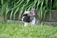 Chip, a male French Bulldog for sale in Chicago, IL – 9 of 10