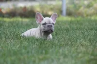 Marilyn , a female French Bulldog for sale in Chicago, IL – 7 of 10