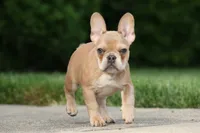 Alice, a female French Bulldog for sale in Chicago, IL – 8 of 9