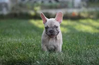 Mongo, a male French Bulldog for sale in Chicago, IL – 7 of 10