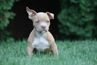Kendall, a female American Bully for sale in Chicago, IL – 2 of 9