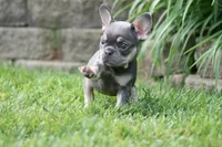 Rapunzel, a female French Bulldog for sale in Chicago, IL – 9 of 10