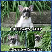 Chip, a male French Bulldog for sale in Chicago, IL – 6 of 10