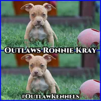 Ronnie , a male American Bully for sale in Chicago, IL – 6 of 10