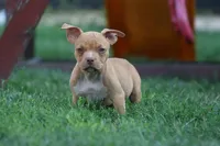 Reggie, a male American Bully for sale in Chicago, IL – 4 of 9
