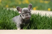 Gary, a male French Bulldog for sale in Chicago, IL – 4 of 10