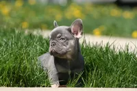 Gary, a male French Bulldog for sale in Chicago, IL – 2 of 10