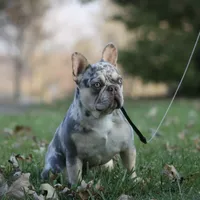 Mongo, a male French Bulldog for sale in Chicago, IL – 9 of 10