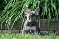 Merlin, a male French Bulldog for sale in Chicago, IL – 2 of 9