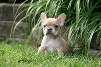 Cinderella, a female French Bulldog for sale in Chicago, IL – 5 of 10