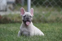 Macho, a male French Bulldog for sale in Chicago, IL – 3 of 10