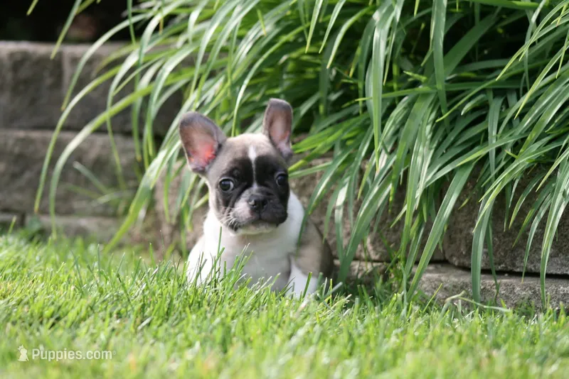 Chip – French Bulldog puppy for sale in Chicago, IL