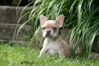 Cinderella, a female French Bulldog for sale in Chicago, IL – 2 of 10