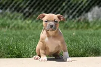 Cain, a male American Bully for sale in Chicago, IL – 6 of 8