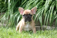 Belle, a female French Bulldog for sale in Chicago, IL – 5 of 6