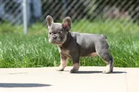 Jerry, a male French Bulldog for sale in Chicago, IL – 2 of 10