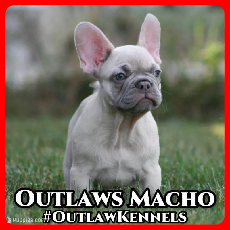 Macho – French Bulldog puppy for sale in Chicago, IL