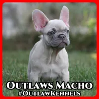 Macho, a male French Bulldog for sale in Chicago, IL – 1 of 10