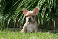 Alice, a female French Bulldog for sale in Chicago, IL – 5 of 9