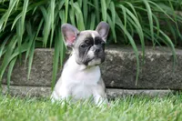 Chip, a male French Bulldog for sale in Chicago, IL – 10 of 10