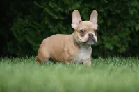 Alice, a female French Bulldog for sale in Chicago, IL – 4 of 9