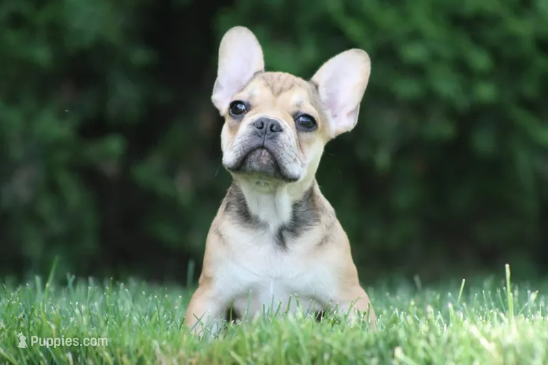Cinderella – French Bulldog puppy for sale in Chicago, IL