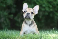 Cinderella, a female French Bulldog for sale in Chicago, IL – 2 of 8