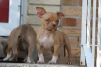 Reggie, a male American Bully for sale in Chicago, IL – 5 of 6