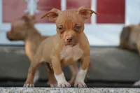 Ronnie , a male American Bully for sale in Chicago, IL – 5 of 6