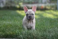 Mongo, a male French Bulldog for sale in Chicago, IL – 5 of 10