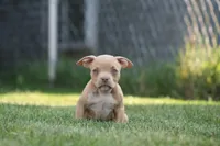 Kylie, a female American Bully for sale in Chicago, IL – 4 of 9