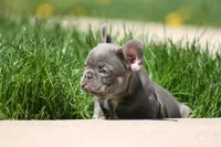 Larry, a male French Bulldog for sale in Chicago, IL – 8 of 10