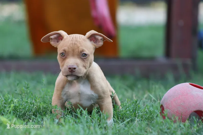 Ronnie  – American Bully puppy for sale in Chicago, IL