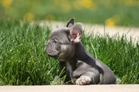 Larry, a male French Bulldog for sale in Chicago, IL – 9 of 10