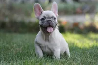Macho, a male French Bulldog for sale in Chicago, IL – 2 of 10