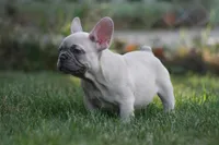 Macho, a male French Bulldog for sale in Chicago, IL – 4 of 10